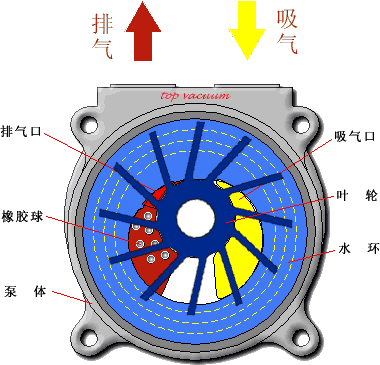 中成水環式真空泵的工作原理